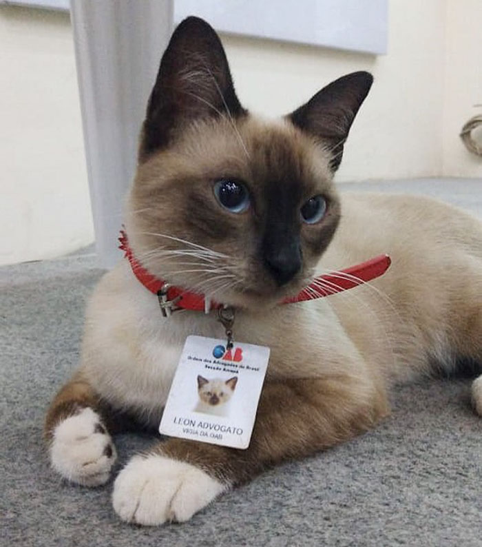 Reclamações sobre gatinho que circulava pelo escritório fez a empresa ter um novo funcionário