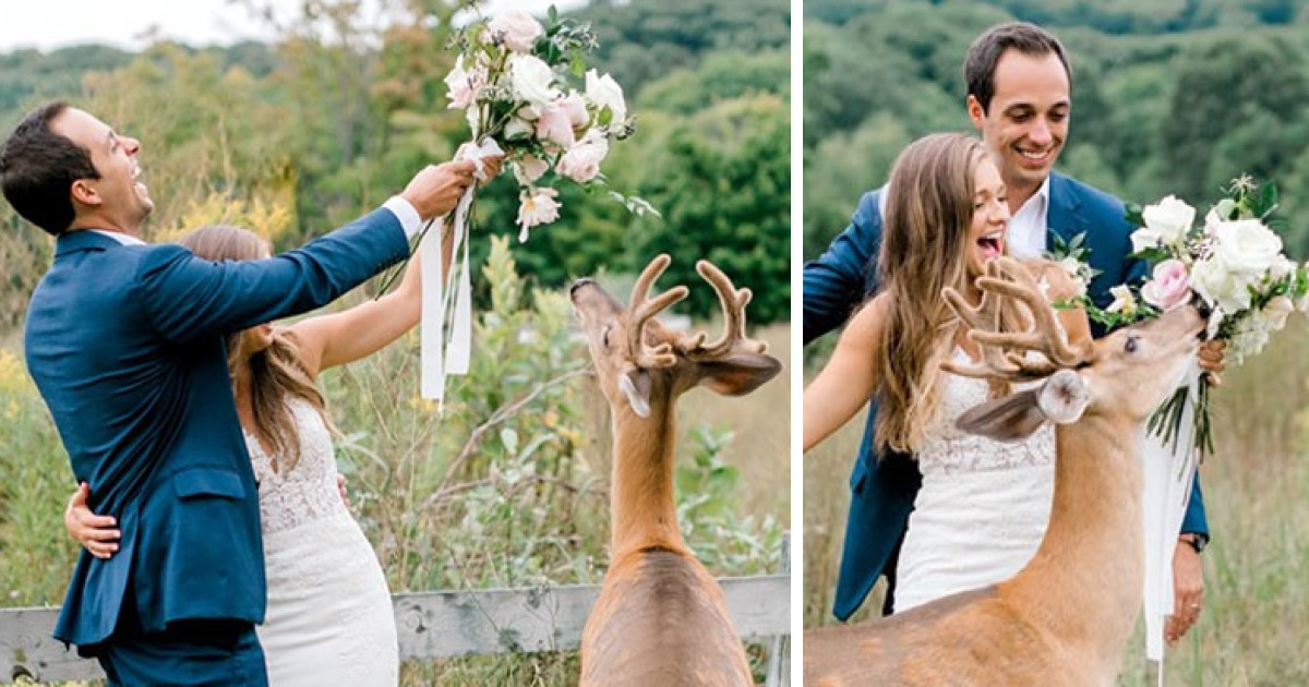 Esta sessão de fotos de casamento foi interrompida por um cervo, e o resultado acabou ficando muito engraçado