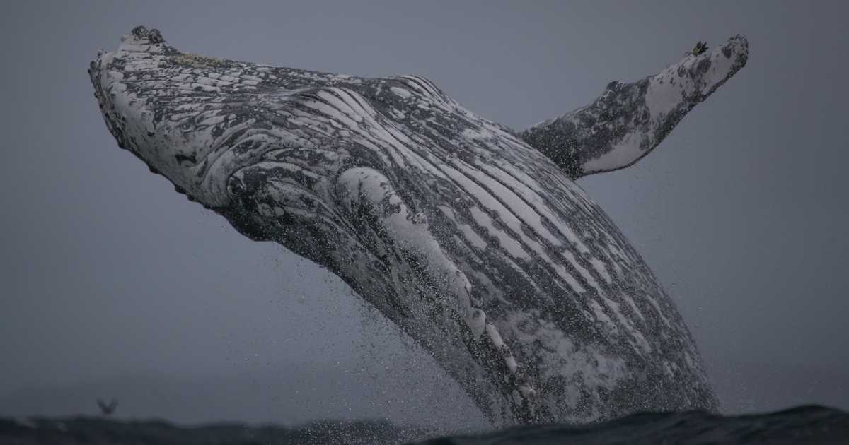Esta baleia jubarte gigante irrompeu do oceano e deu uma experiência única aos observadores