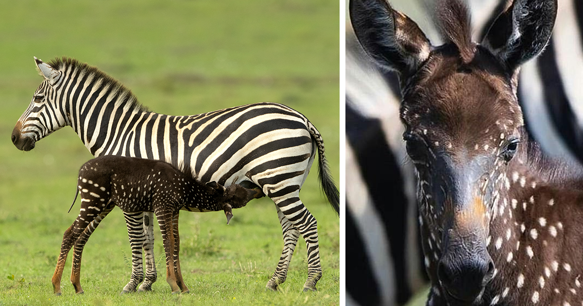A Internet está apaixonada por este filhote de zebra que nasceu com bolinhas em vez de listras