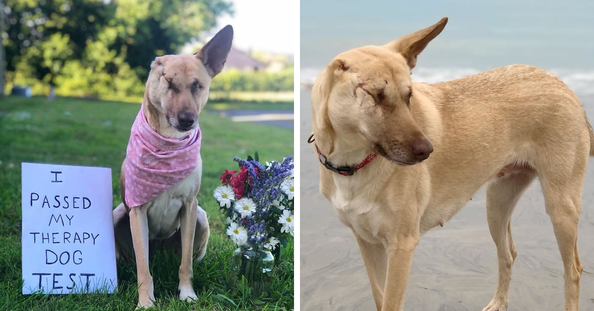 Após ter sido baleada 17 vezes, esta cadela chamada Maggie sobreviveu e encontrou um lar para sempre