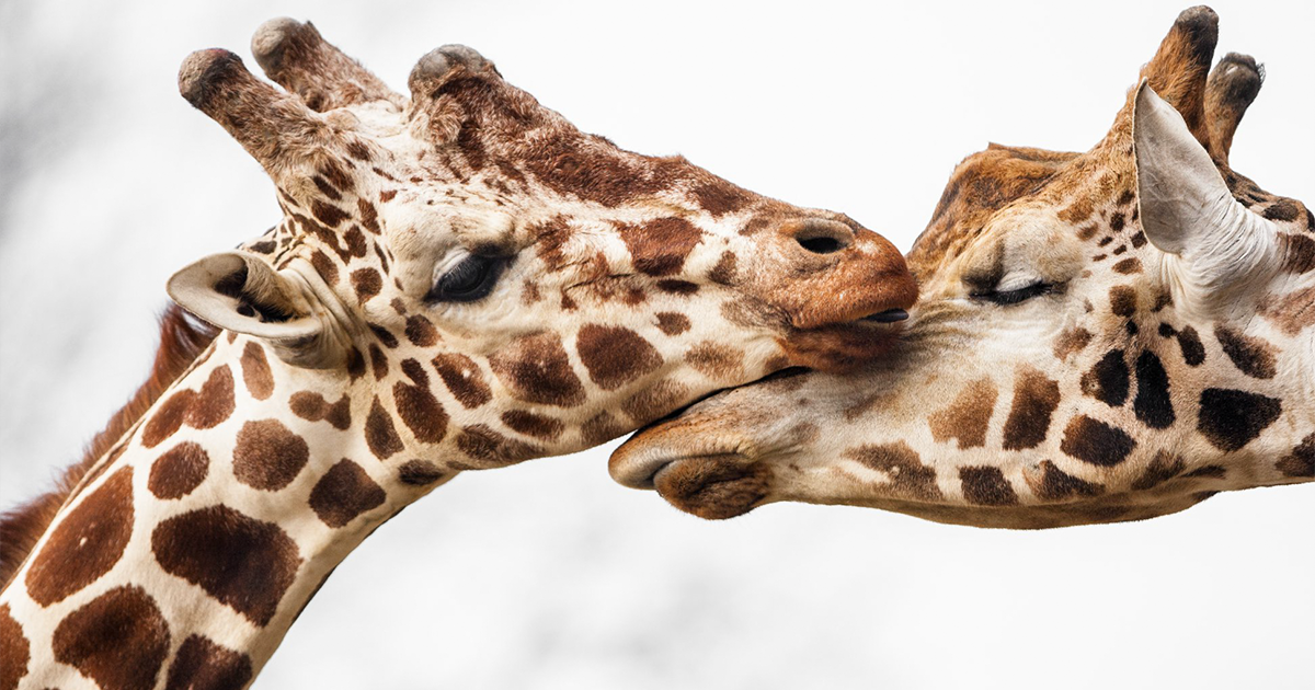 29 fotos que provam que os animais são mais amorosos que os seres humanos