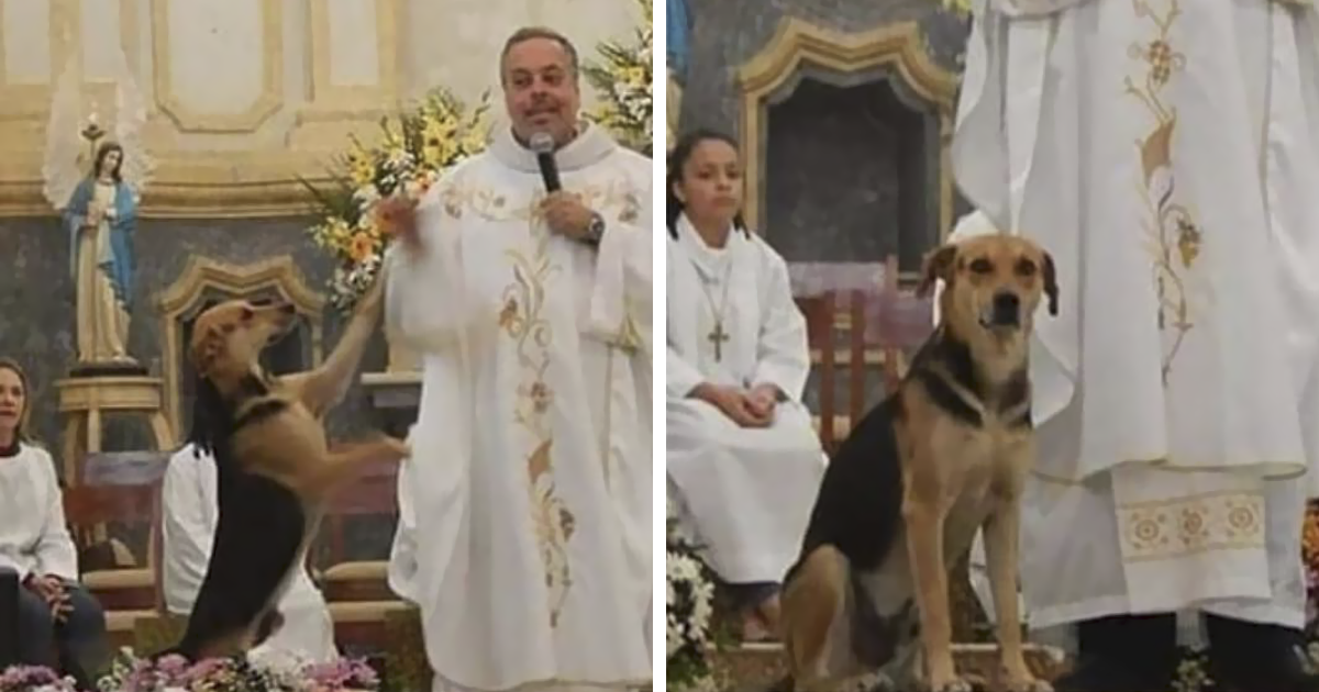 Padre brasileiro convida cães de rua para dentro da igreja para que possam ser adotados