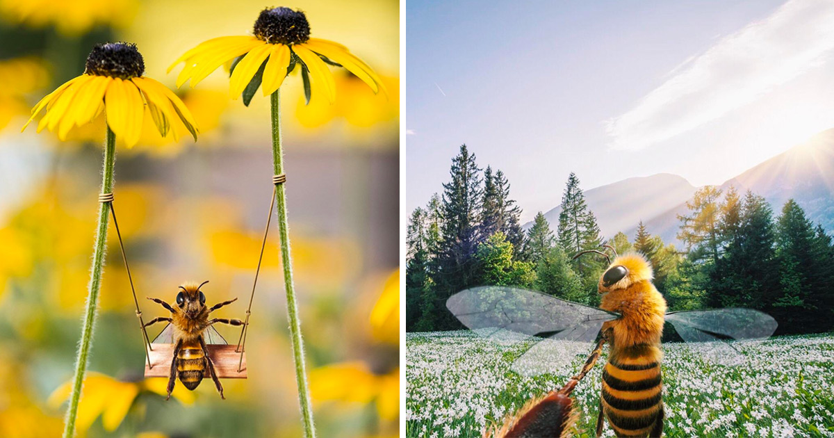 A primeira abelha influenciadora do mundo usa suas redes sociais para arrecadar fundos para a Lifesaving Pollinator Research