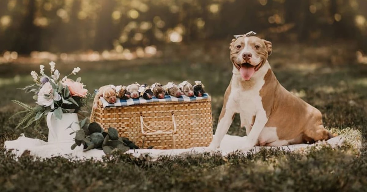 Cadela pit bull posa orgulhosamente ao lado de seus 8 filhotes neste adorável ensaio fotográfico de maternidade