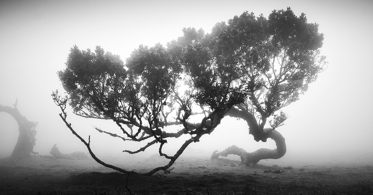 Fotos em preto e branco capturam o misterioso encanto das árvores antigas de Madeira em Portugal