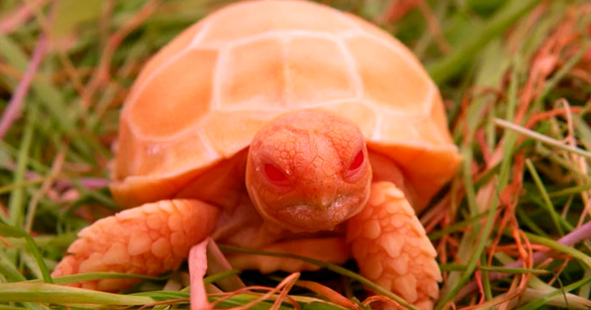 18 tartarugas albinas incrivelmente raras que se parecem com dragões em miniatura