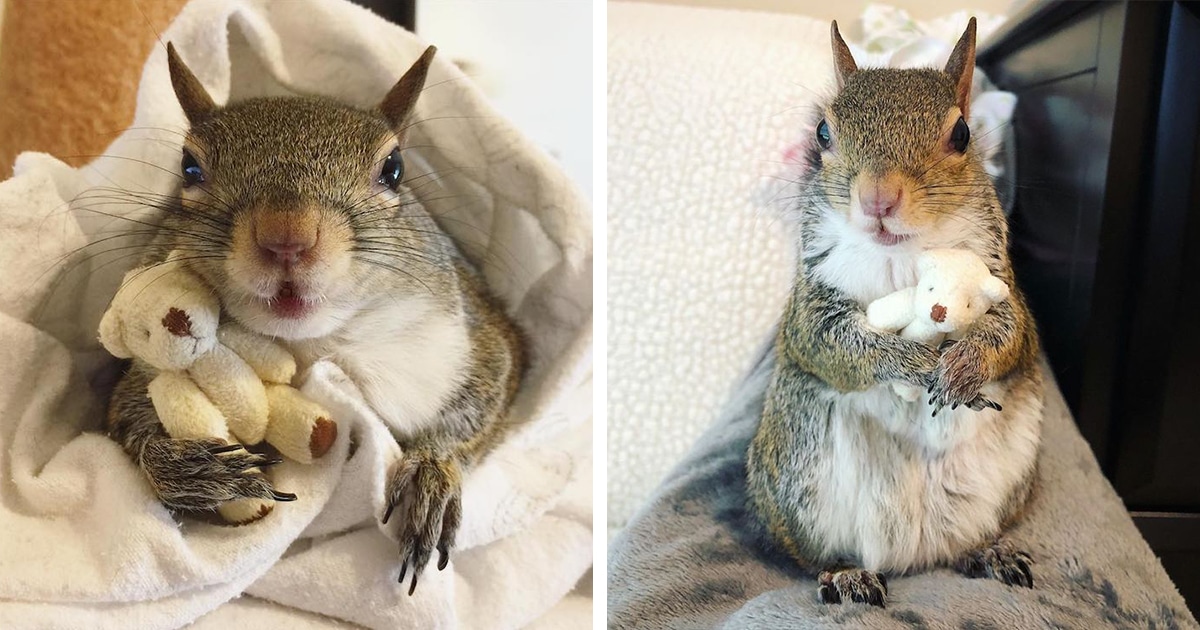 Conheça Jill, Um Adorável Esquilo Resgatado Que Se Transformou Em Um Pet Famoso No Instagram