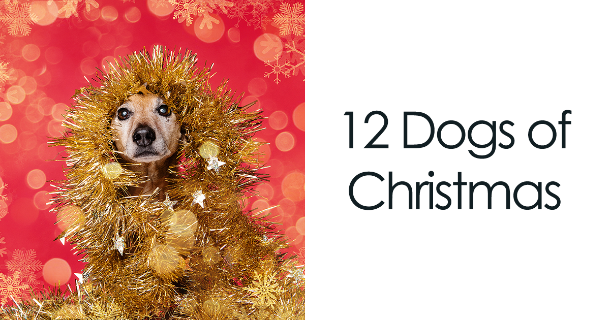 “12 Dogs Of Christmas”, Uma Sessão De Fotos Para Você Entrar No Espírito Natalino
