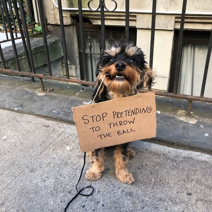 12 Mensagens Engraçadas De Um Cão Que Está Protestando Contra Coisas Irritantes Do Cotidiano