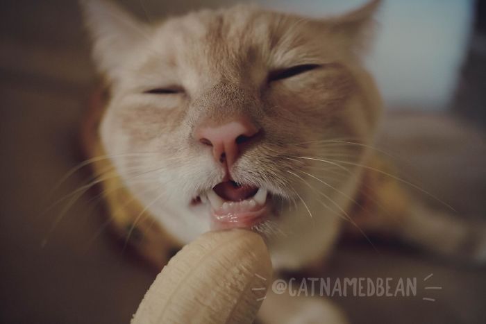 Gato Obcecado Por Bananas Está Viralizando Pela Aparência Inadequada De Suas Fotos