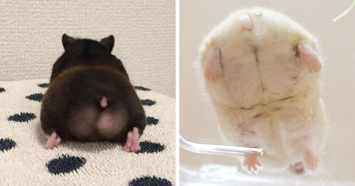 49 Fotos Que Provam Que Os Hamsters Têm Os Bumbuns Mais Fofos