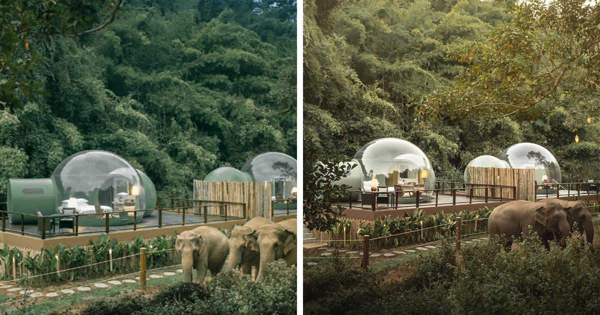 Por $585 A Noite, Você Pode Dormir Em Uma Bolha Transparente Cercada Por Elefantes Resgatados