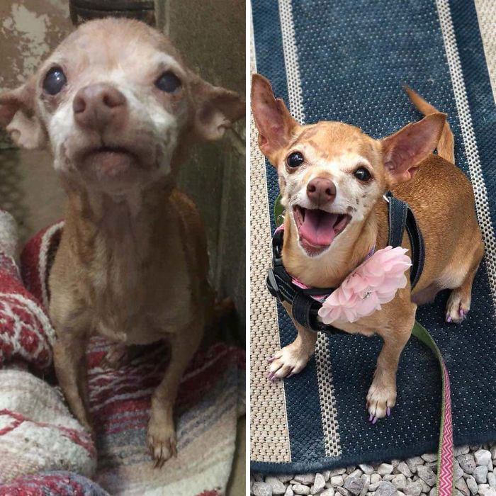 30 Fotos Antes E Depois De Cães Que Foram Adotados E Mudaram Suas Vidas