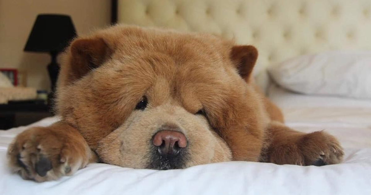 Conheça Chowder, O Cão Que Parece Um Urso De Pelúcia Gigante