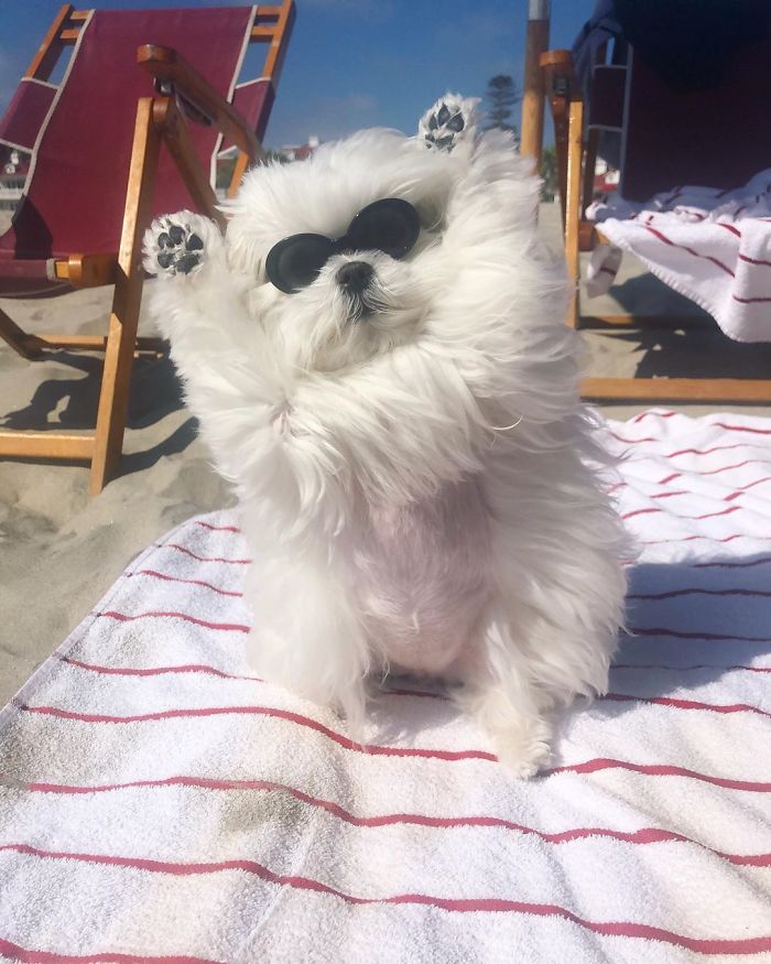 Conheça Coco, A Cadela Que Gosta De Ficar Em Duas Patas Para Tirar Foto