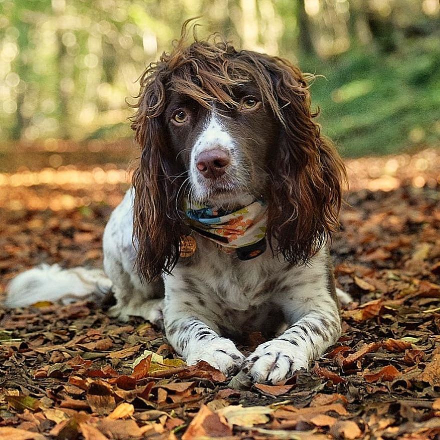 Conheça Finn, O Cachorro Com Um Cabelo Tão Fabuloso Que Ficou Famoso No Instagram