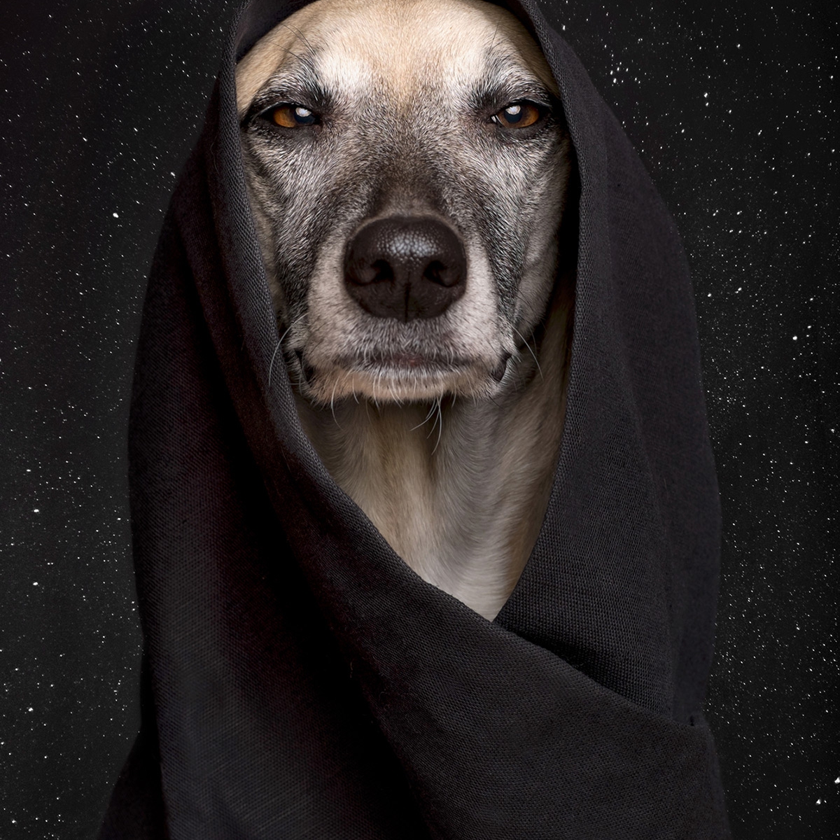 12 Retratos Cômicos De Cães Que Revelam Suas Emoções
