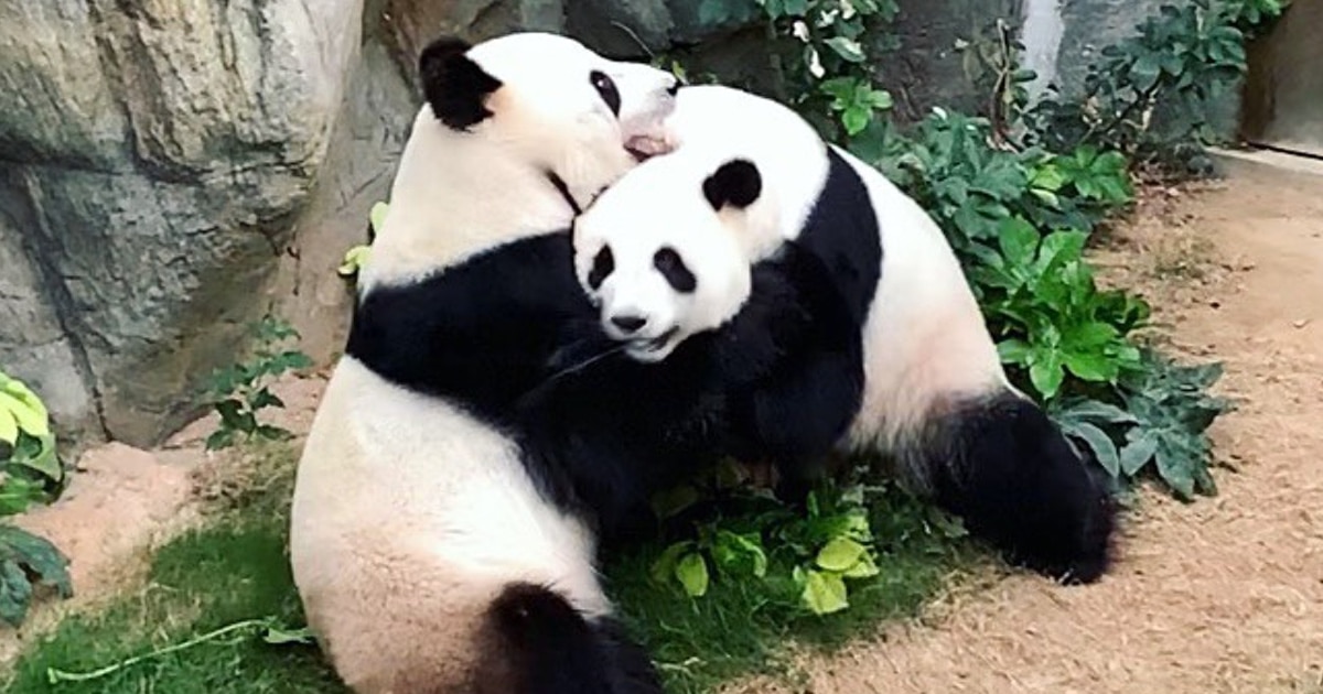 Após 10 Anos, Esses Pandas Gigantes Finalmente Acasalaram Enquanto O Zoológico Está Fechado