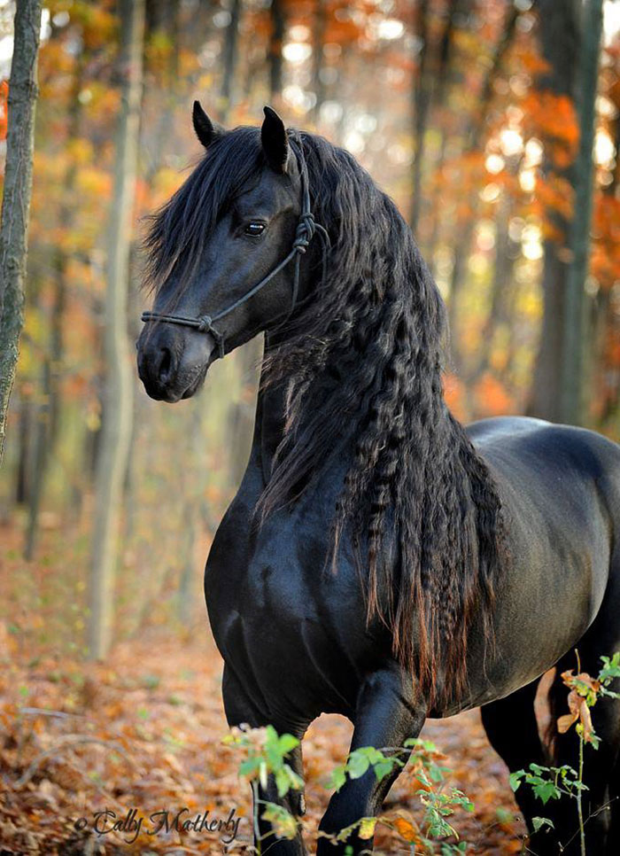 Conheça Frederik, O Grande, Considerado Por Muitos O Cavalo Mais Bonito Do Mundo