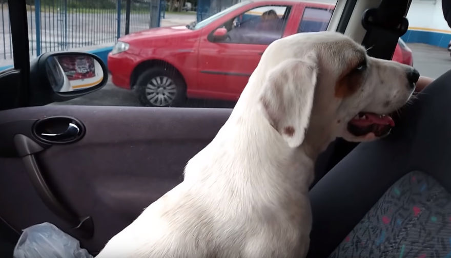 Este Homem Encontrou Um Cão De Rua Em Seu Carro Depois De Voltar Da Farmácia