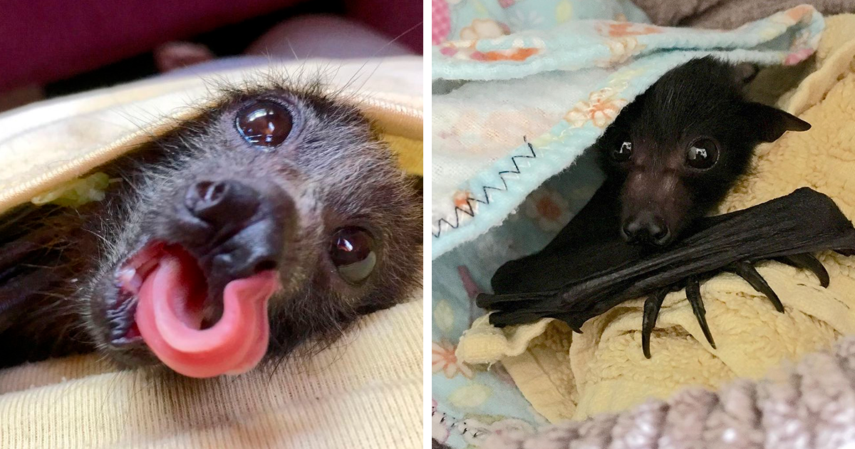 Uma Organização De Resgate De Morcegos Postou Estas 40 Fotos De Morcegos Para Mostrar Como São Inofensivos
