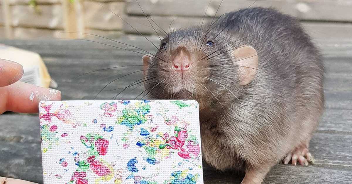 Estes Adoráveis Ratinhos São Verdadeiros Artistas E As Pessoas Estão Encomendando Suas Pinturas