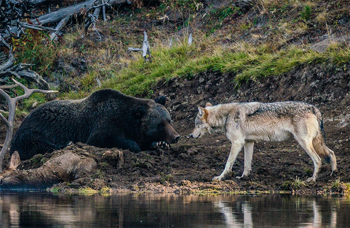 Fotógrafo Captura Momento Único De Um Encontro Entre Urso E Lobo