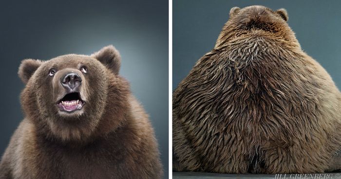 30 Fotografias De Ursos De Um Jeito Que você Provavelmente Nunca Viu Antes