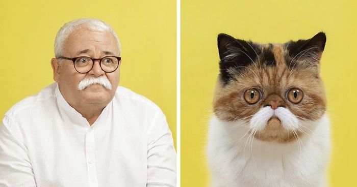 17 Fotografias De Gatos Que Se Parecem Com Humanos