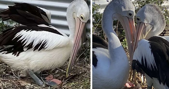 Casal De Pelicano Mostra Sua Empolgação Ao Ver Seus Ovos Rachando Após Tanta Espera