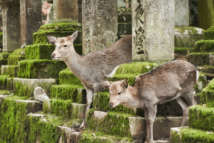 Homem Cria Sacolas Plásticas Comestíveis Para Proteger O Cervo Sagrado De Nara, No Japão
