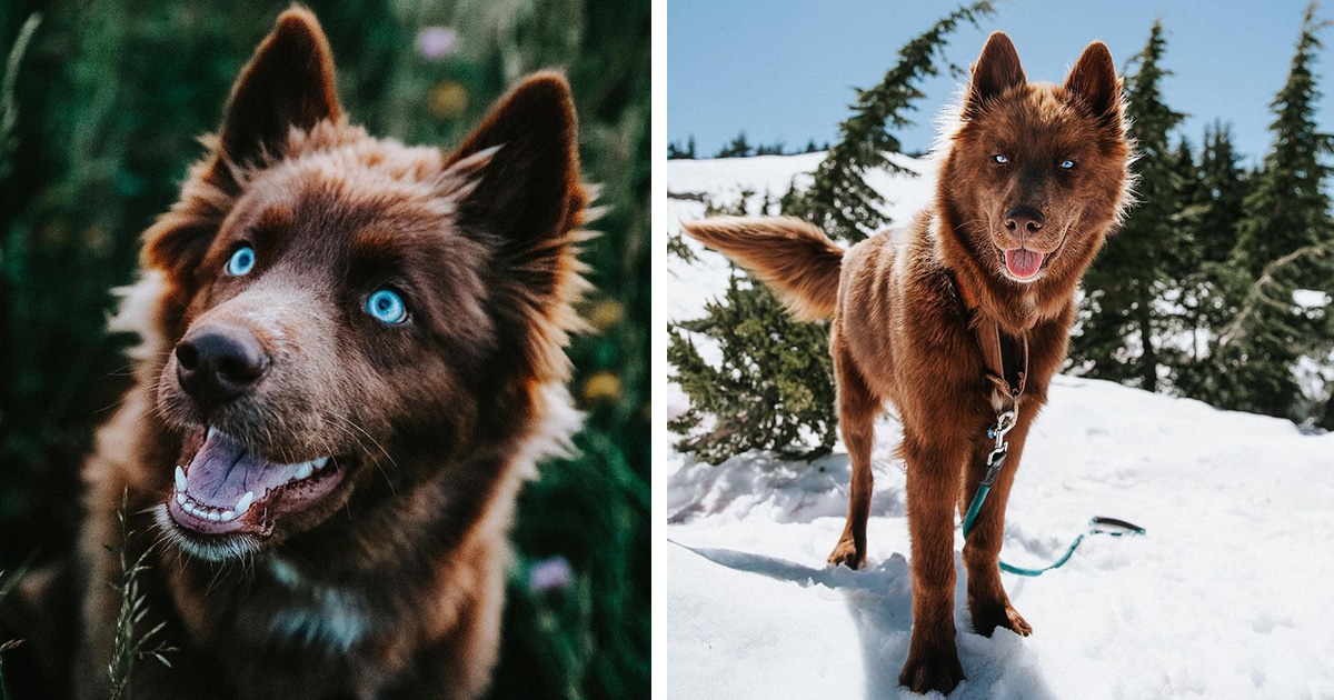 Este Raro Husky Siberiano Castanho Chocolate É Um Dos Cães Mais Bonitos Do Instagram
