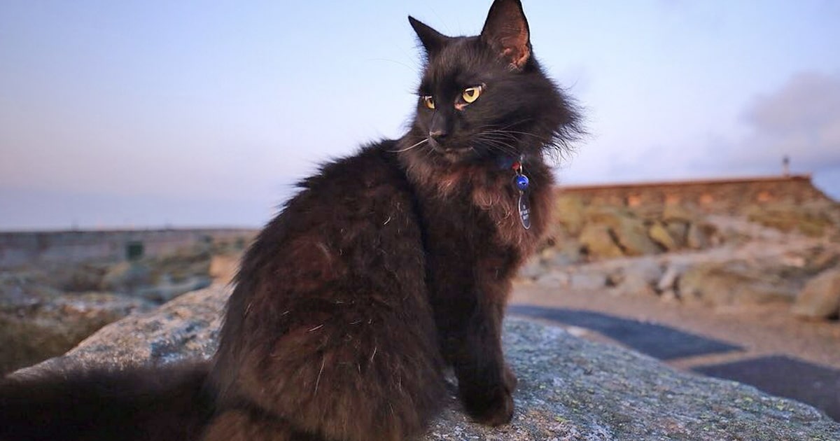 Morre Marty, O Gato Que Viveu Por 12 Anos No Mountain Observatory