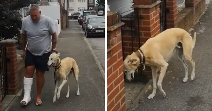 Dono De Cachorro Descobre Que Seu Pet Estava Mancando Apenas Para Imitá-lo