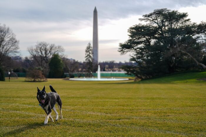 Os Cães Do Novo Presidente Dos Estados Unidos Acabaram De Se Mudar Para A Casa Branca