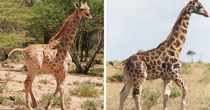 Cientistas Descobrem Girafas Anãs na Namíbia e em Uganda