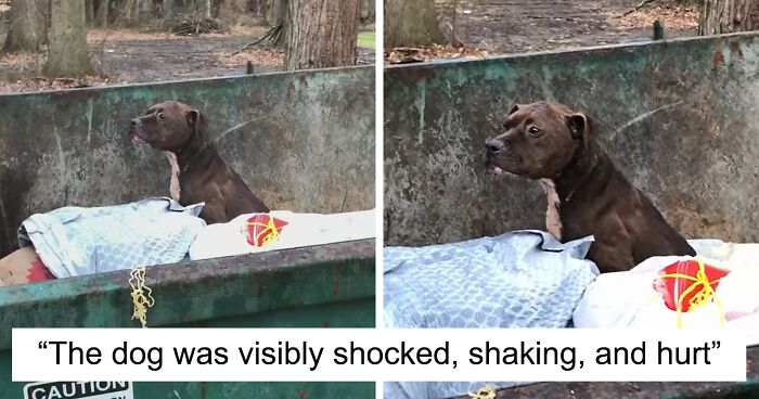 Cachorro Ferido É Resgatado Da Caçamba Depois De Ter Sido Jogado No Lixo