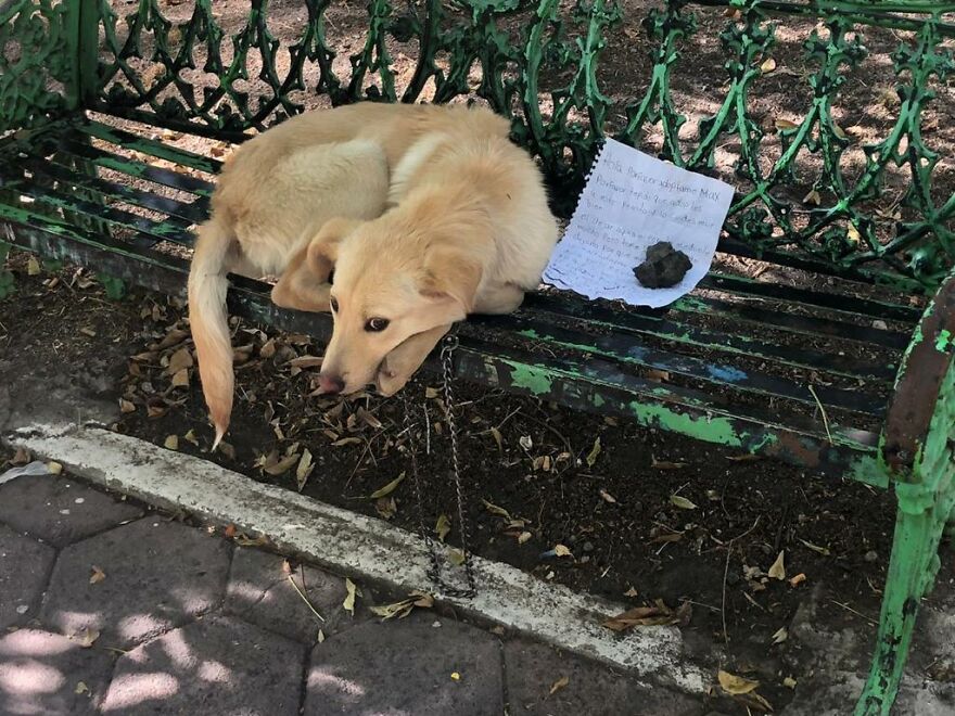 Esta Criança Deixou Seu Pet Em Um Parque E Deixou Também Uma Carta Comovente