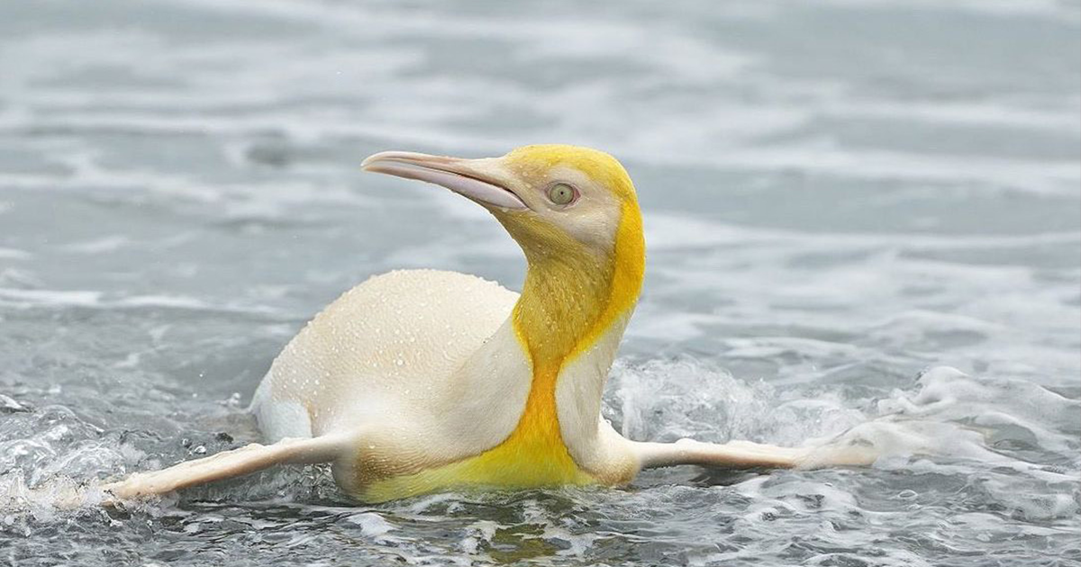 Fotógrafo De Vida Selvagem Captura Um Pinguim Amarelo