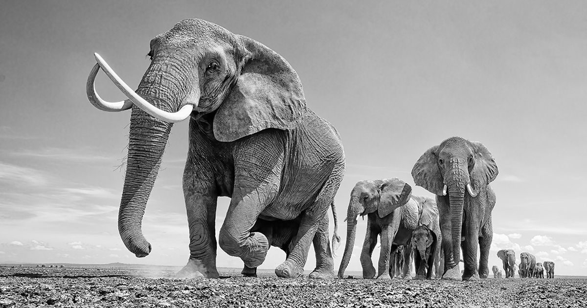 11 Fotografias Que Mostram A Beleza Majestosa Dos Elefantes