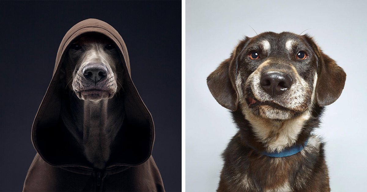 Conheça A Singularidade De Diferentes Raças De Cães E Suas Belas Personalidades