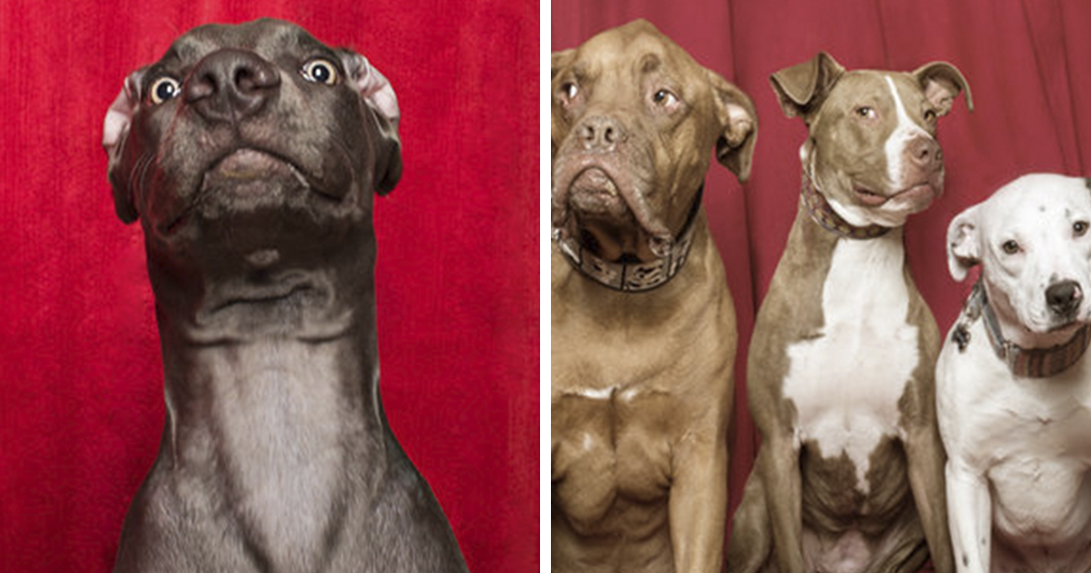 30 Fotografias De Cães Com As Reações Mais Fofas