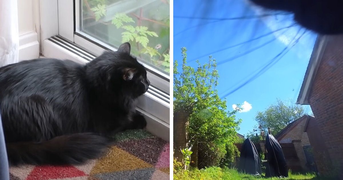 Dono De Gato Anexa Pequena Câmera Bluetooth Ao Colar De Seu Pet Para Descobrir Sua Vida Secreta