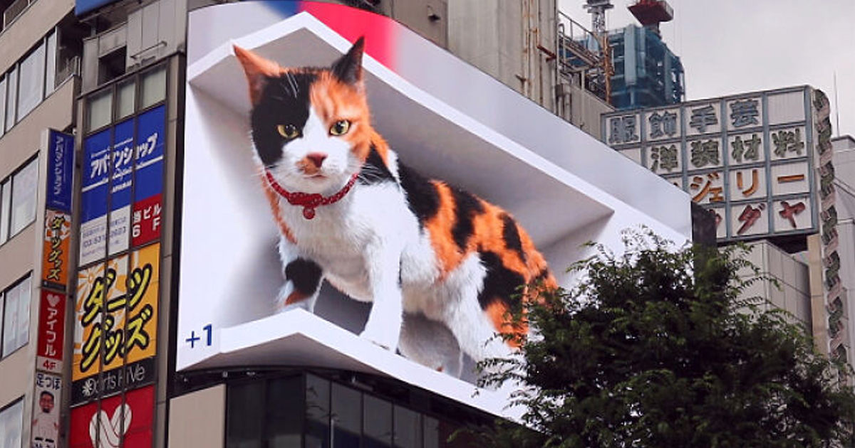 Este Gato Está Em Um Dos Maiores Outdoors De Tóquio