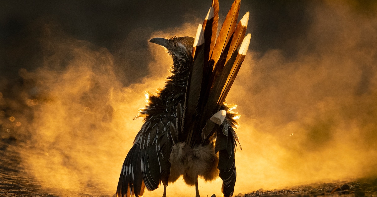 As Melhores Fotografias Do Prêmio Audubon de 2021
