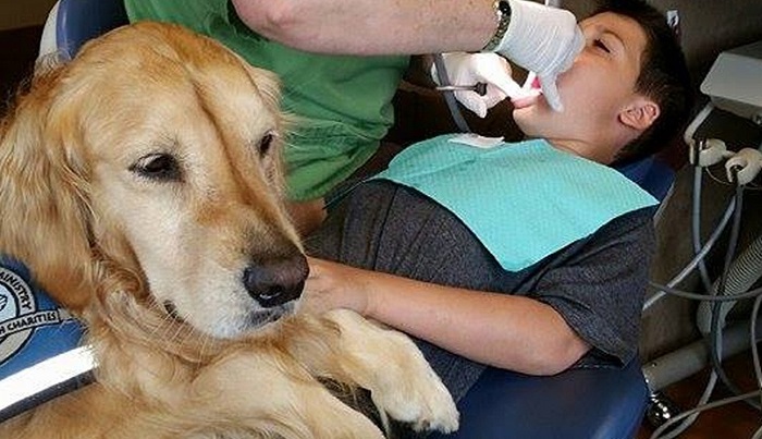 A Cachorra Que Trabalha Como Assistente De Dentista Para Acalmar Pacientes